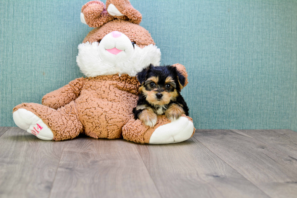 Meet Miley - our Morkie Puppy Photo 