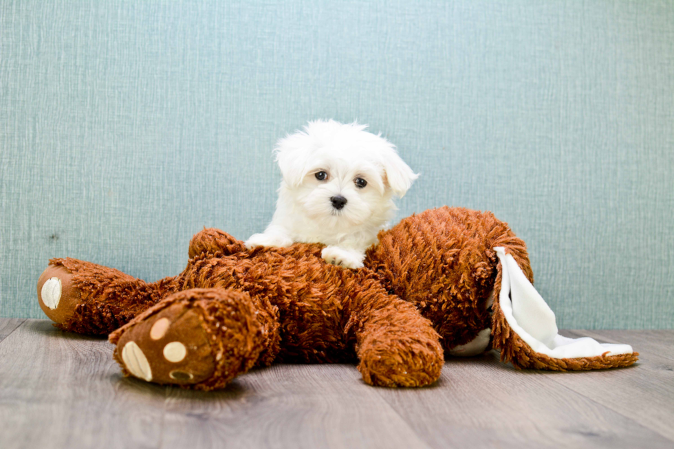 Maltese Pup Being Cute