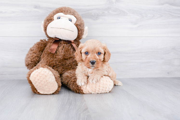 Best Cavapoo Baby