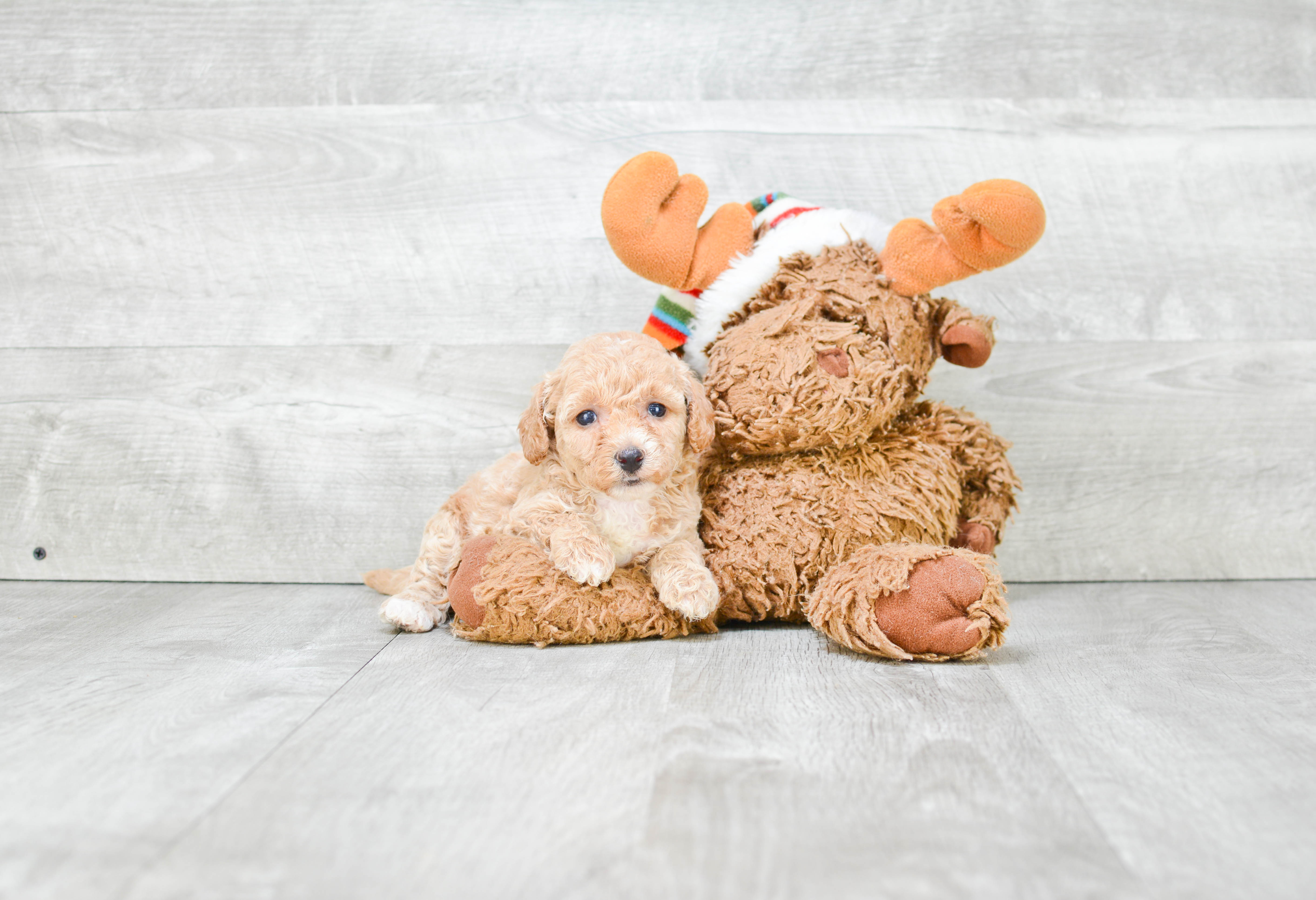 Maltipoo Pup Being Cute