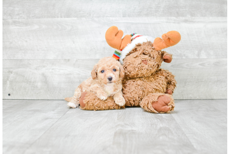 Maltipoo Pup Being Cute