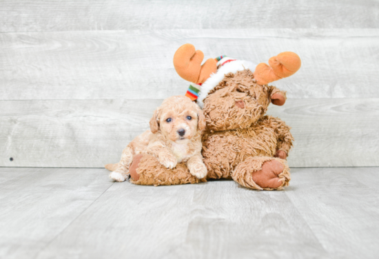 Maltipoo Pup Being Cute