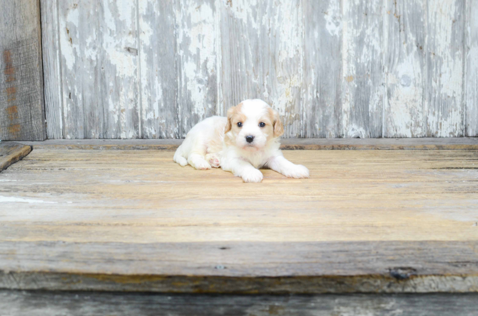 Cavachon Puppy for Adoption