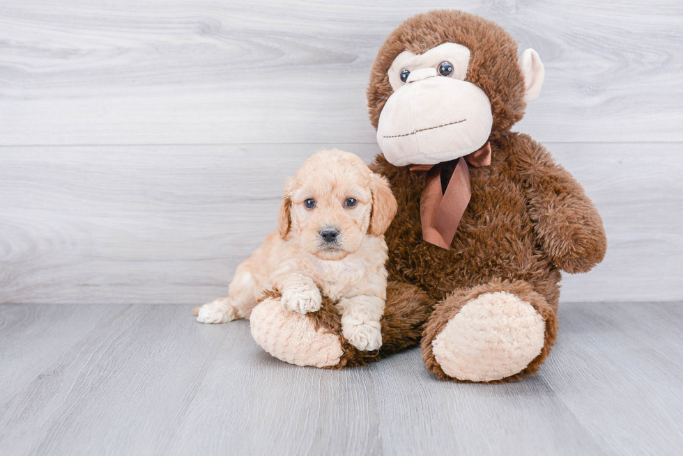 Funny Mini Goldendoodle Poodle Mix Pup