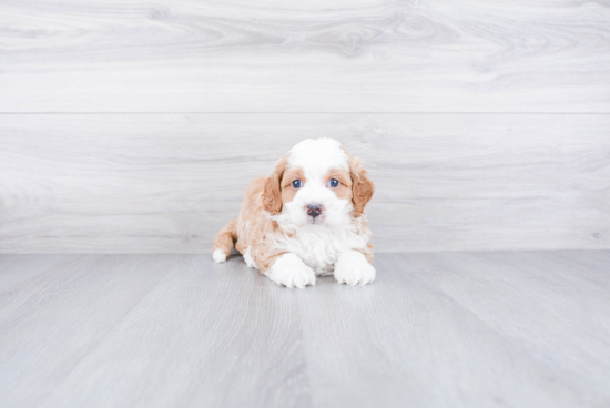 Hypoallergenic Bernadoodle Poodle Mix Puppy