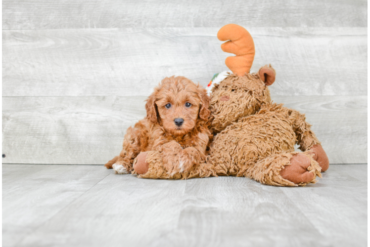 Fluffy Cavapoo Poodle Mix Pup