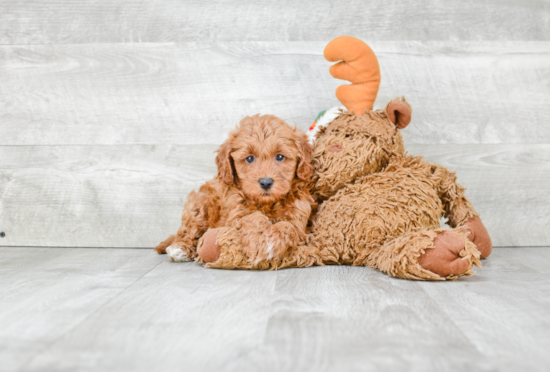 Fluffy Cavapoo Poodle Mix Pup