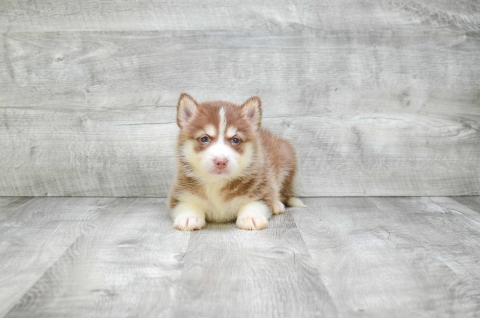 Happy Pomsky Baby