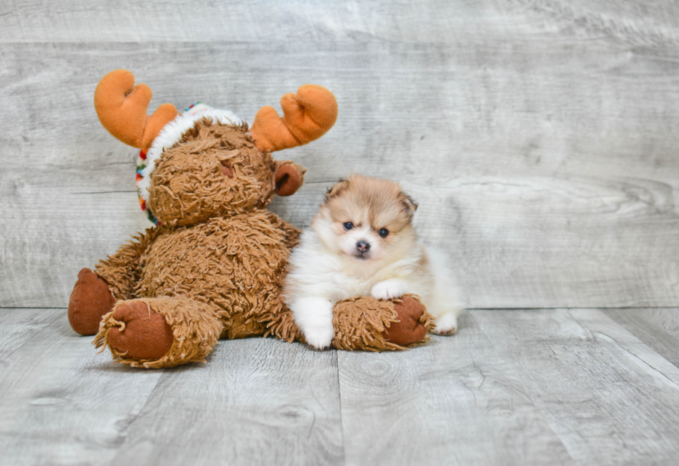 Pomeranian Pup Being Cute