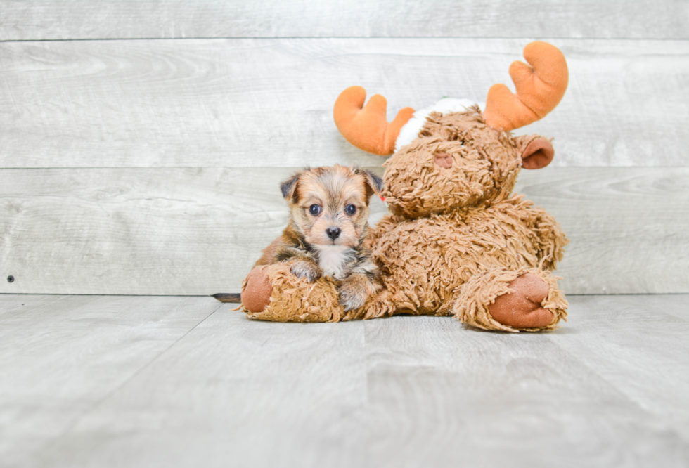 Morkie Pup Being Cute