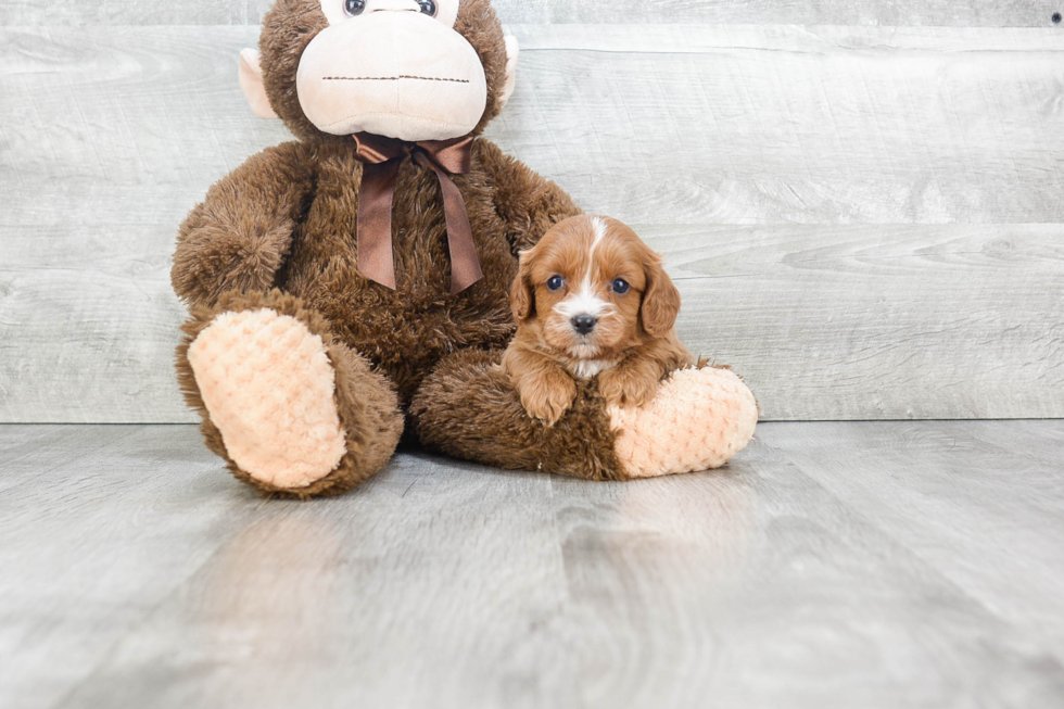 Popular Cavapoo Poodle Mix Pup