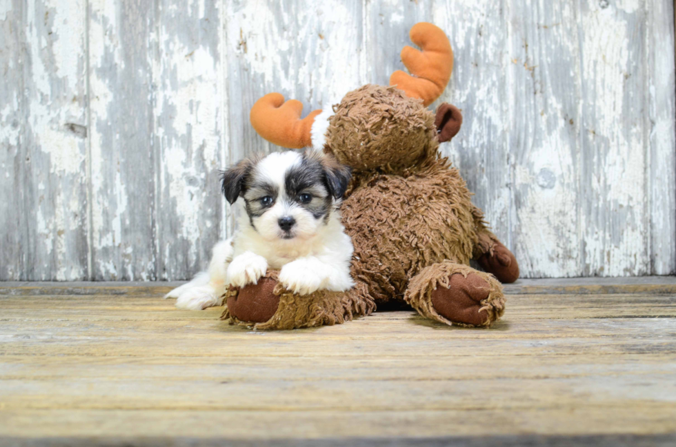 Fluffy Teddy Bear Designer Pup