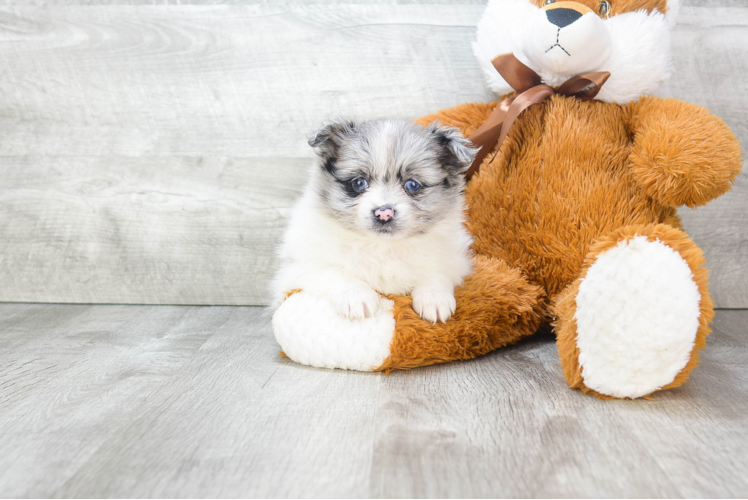 Akc Registered Pomeranian Purebred Pup