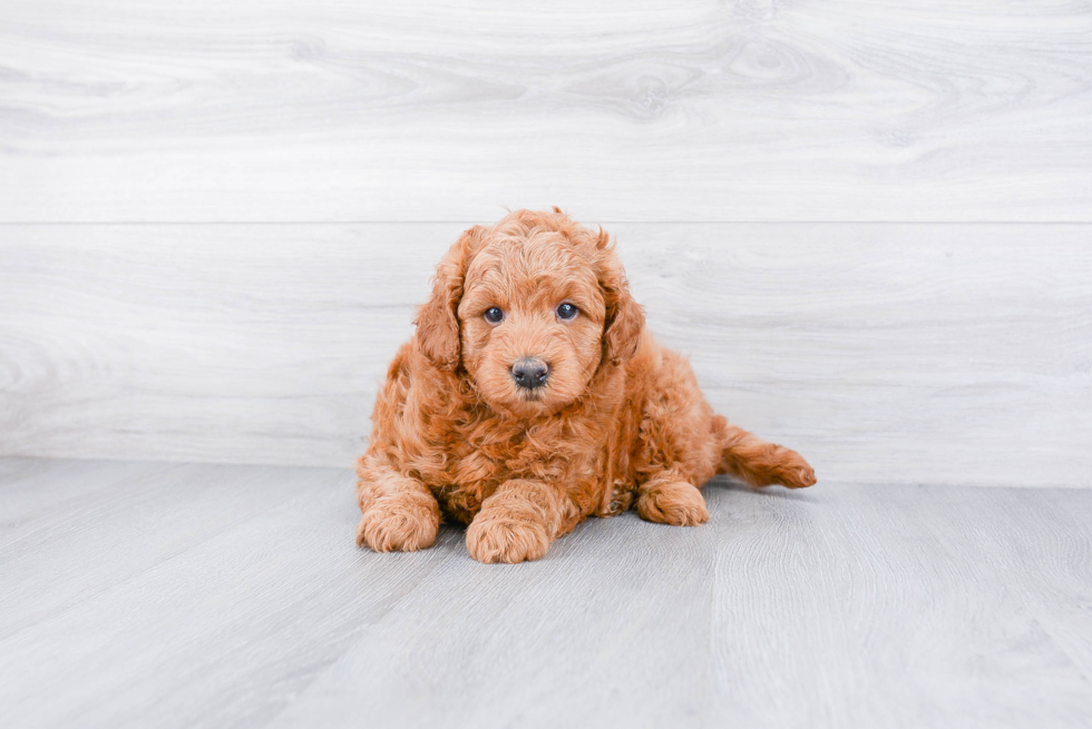 Mini Goldendoodle Puppy for Adoption