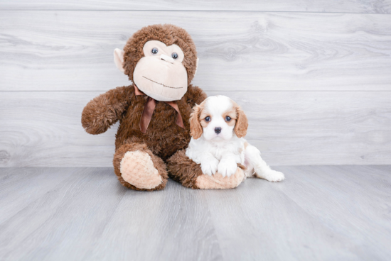 Cavalier King Charles Spaniel Pup Being Cute