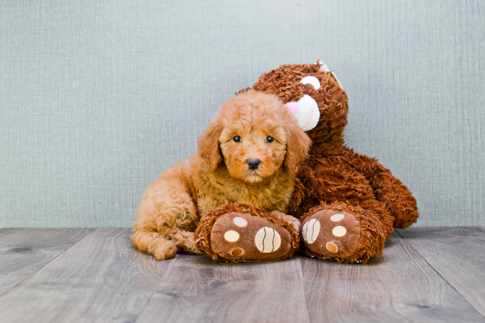 Funny Mini Goldendoodle Poodle Mix Pup