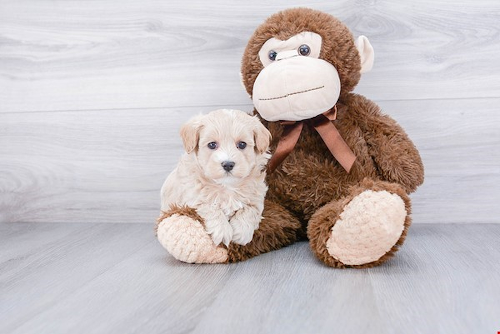 Small Maltipoo Baby