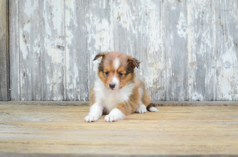 Cute Sheltie Mix Puppy