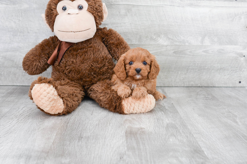 Funny Cavapoo Poodle Mix Pup