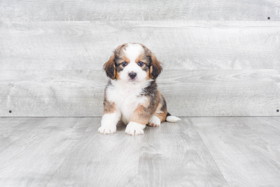 Energetic Bernadoodle Poodle Mix Puppy