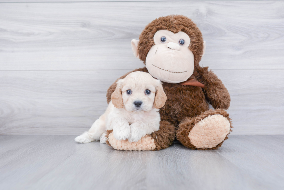 Cavachon Pup Being Cute