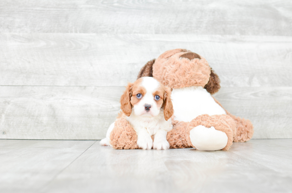 Popular Cavalier King Charles Spaniel Purebred Pup