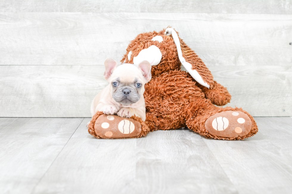 Best French Bulldog Baby