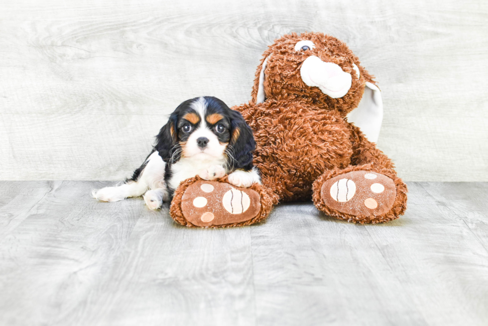 Cavalier King Charles Spaniel Pup Being Cute