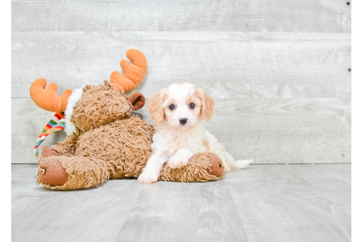 Cavachon Puppy for Adoption