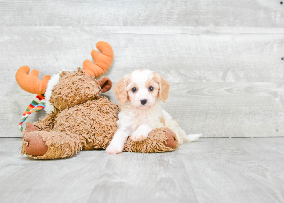 Cavachon Puppy for Adoption