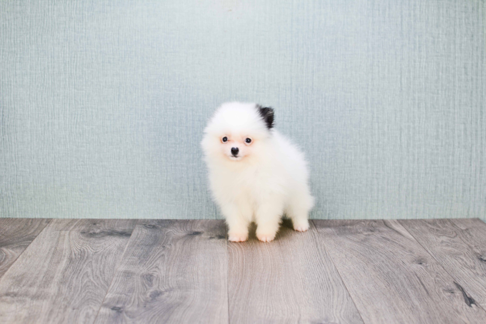 Pomeranian Puppy for Adoption