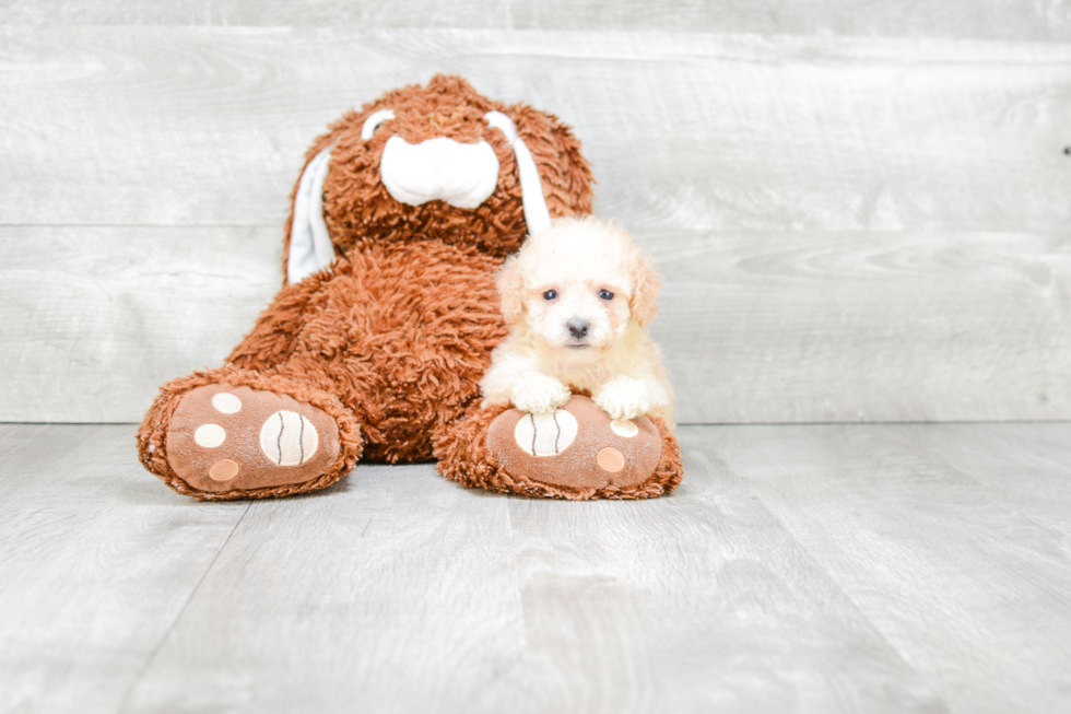 Maltipoo Pup Being Cute