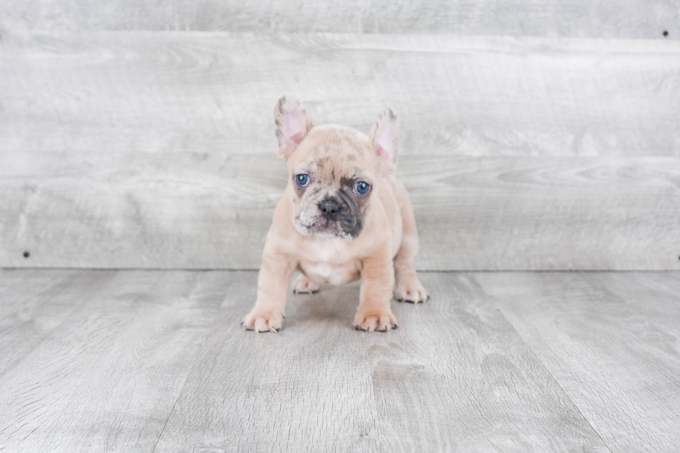 Little French Bulldog Purebred Pup