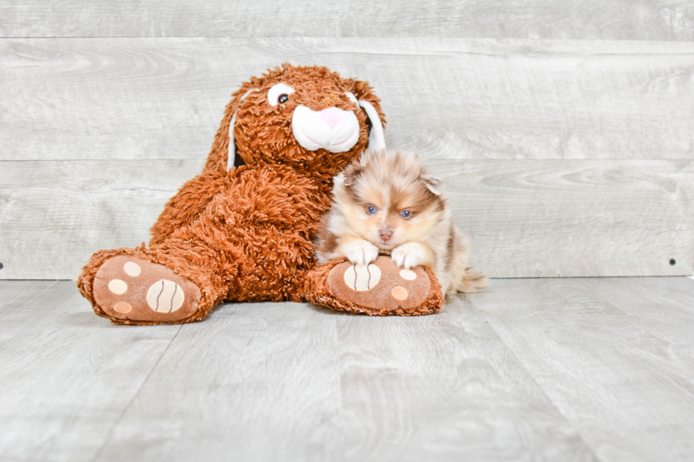 Playful Pomeranian Purebred Pup