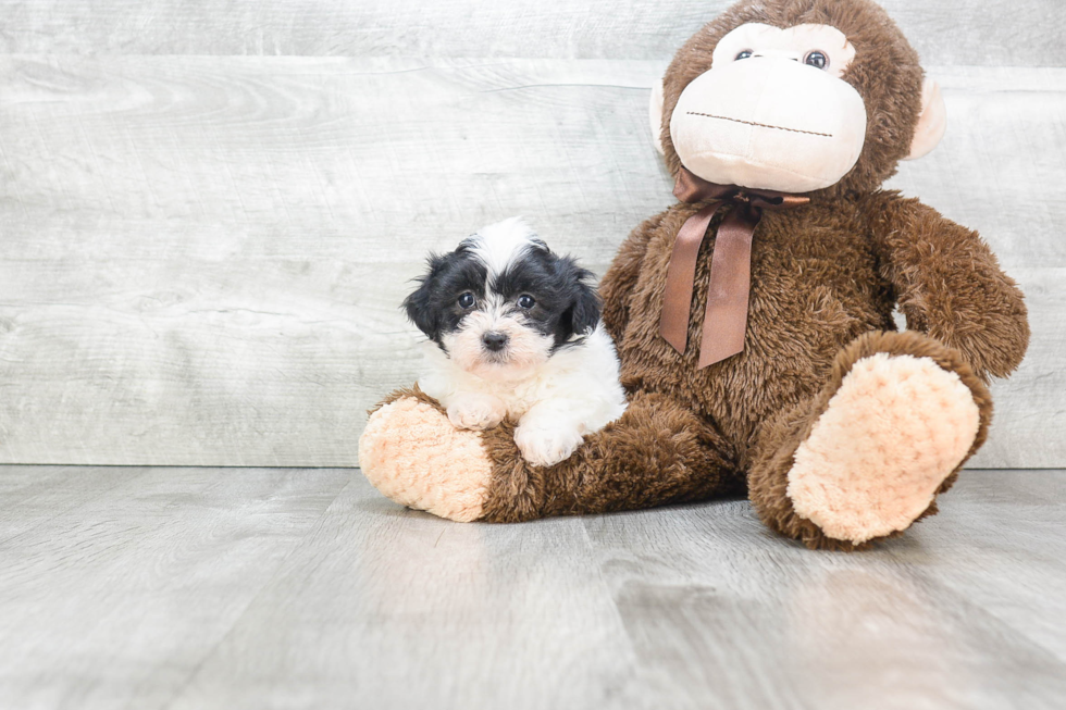 Teddy Bear Pup Being Cute