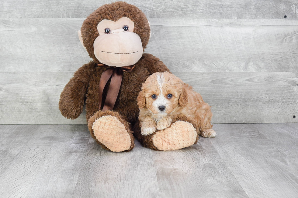 Cavapoo Puppy for Adoption