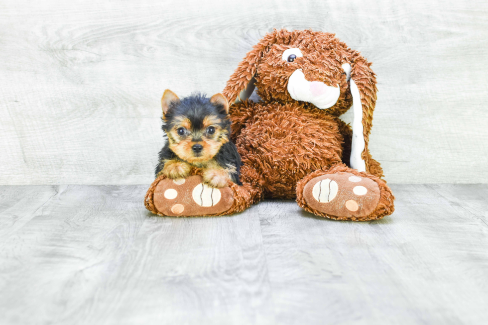 Meet Isabella - our Yorkshire Terrier Puppy Photo 