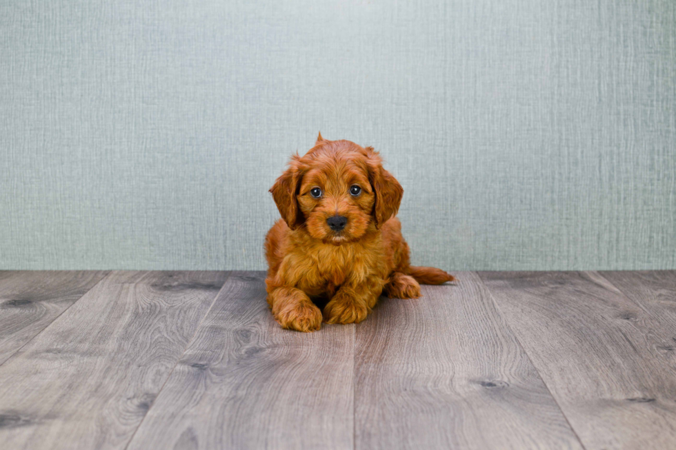 Cute Mini Goldendoodle Baby