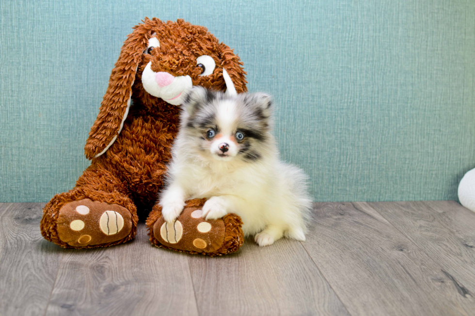 Fluffy Pomeranian Purebred Puppy