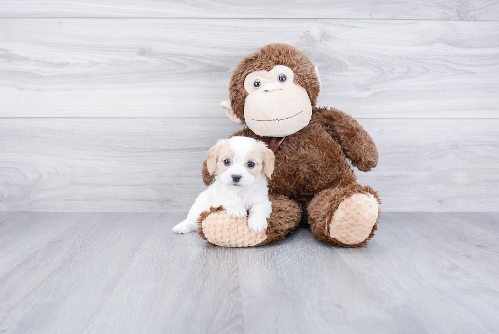 Cavachon Pup Being Cute