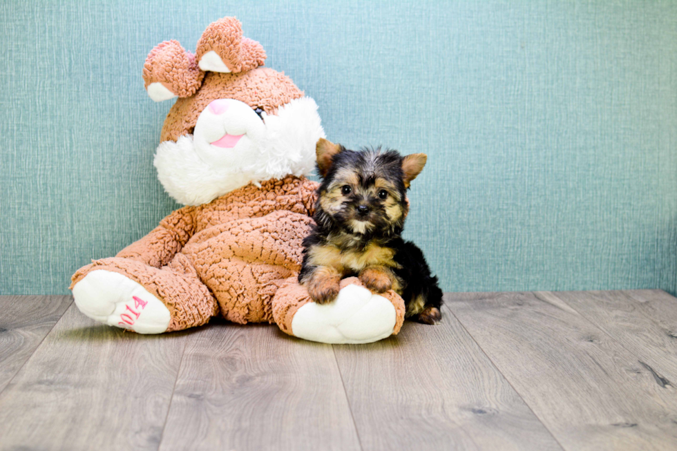 Morkie Pup Being Cute