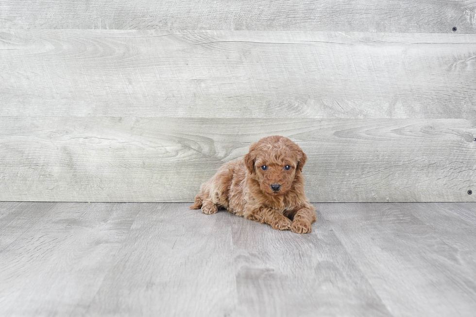 Friendly Mini Goldendoodle Baby