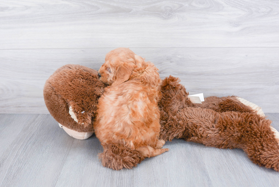 Small Mini Goldendoodle Baby