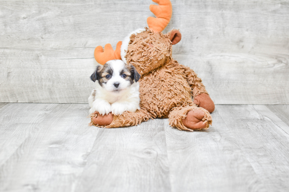 Popular Teddy Bear Designer Pup