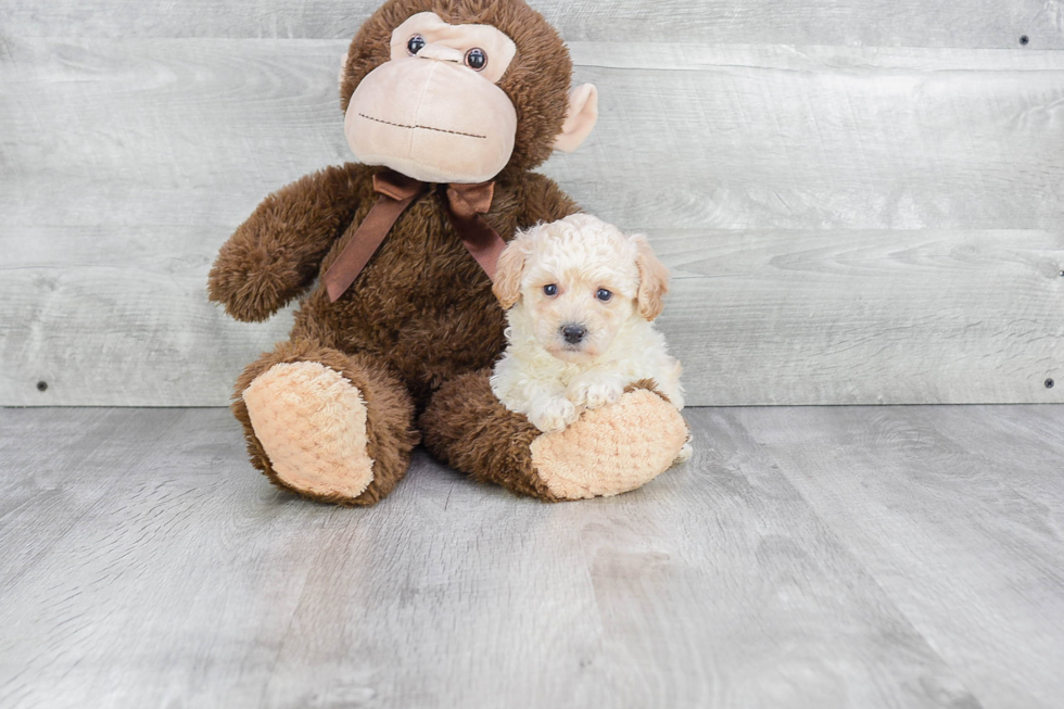 Happy Maltipoo Baby