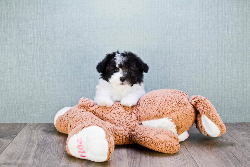 Best Havanese Baby