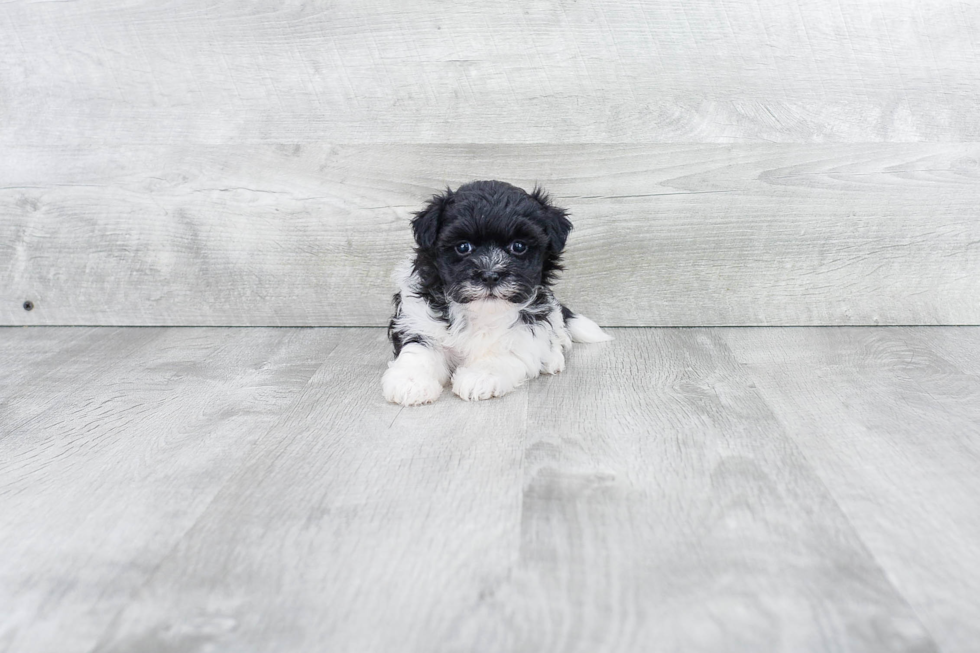 Havanese Pup Being Cute