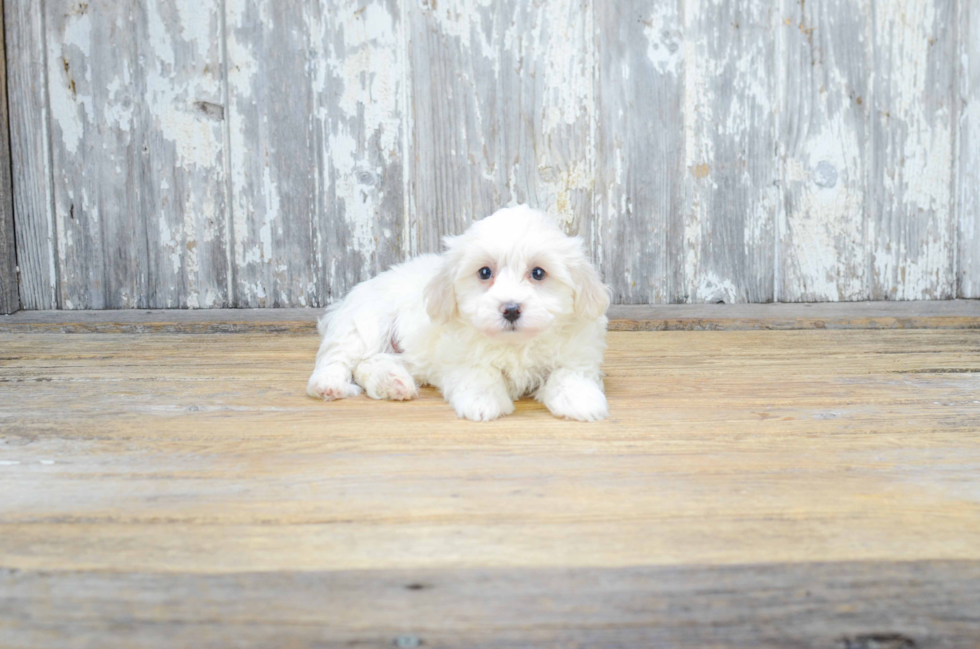 Havanese Puppy for Adoption