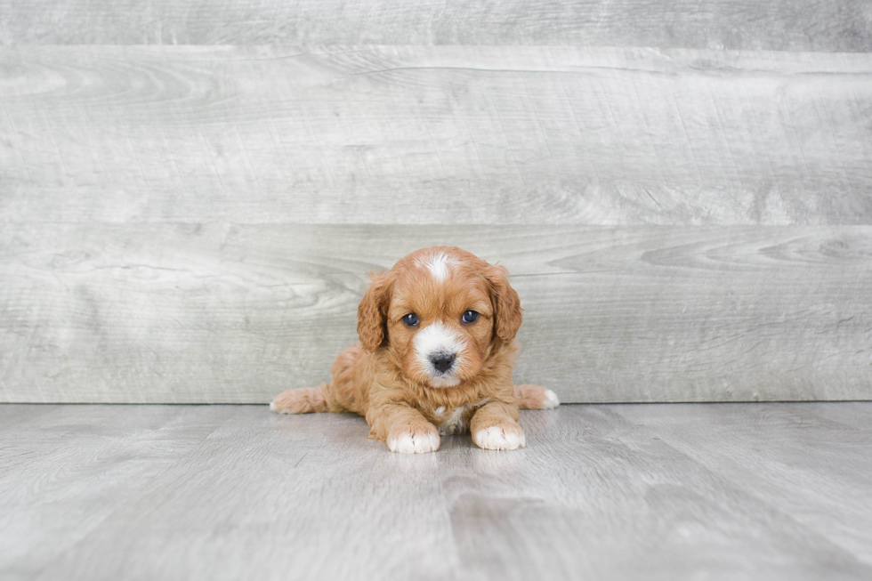 Petite Cavapoo Poodle Mix Pup