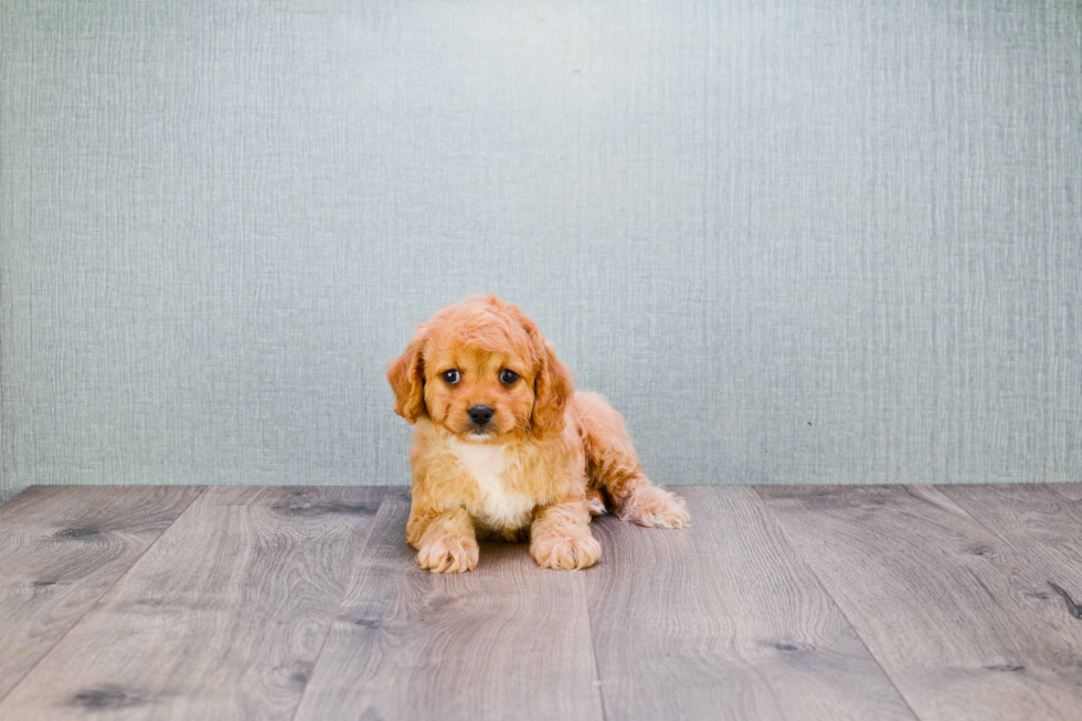 Energetic Cavoodle Poodle Mix Puppy